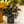 Load image into Gallery viewer, Burgundy Rubber Tree