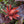 Load image into Gallery viewer, Burgundy Spice Sweetshrub - Other Shrubs - Shrubs