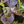 Load image into Gallery viewer, Burgundy Spice Sweetshrub - Other Shrubs - Shrubs