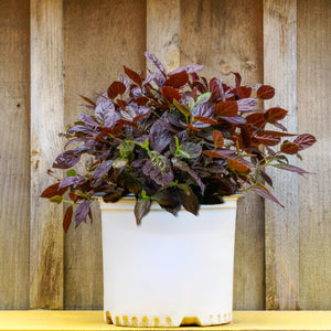 Burgundy Spice Sweetshrub