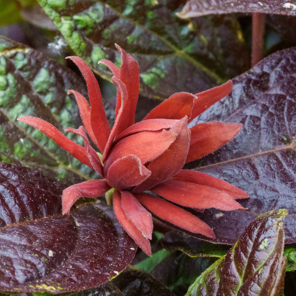 Burgundy Spice Sweetshrub