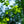 Load image into Gallery viewer, Burr Oak - Oak - Shade Trees