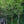 Load image into Gallery viewer, Burr Oak - Oak - Shade Trees