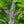 Load image into Gallery viewer, Burr Oak - Oak - Shade Trees