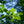 Load image into Gallery viewer, Burr Oak - Oak - Shade Trees