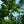 Load image into Gallery viewer, Burr Oak - Oak - Shade Trees