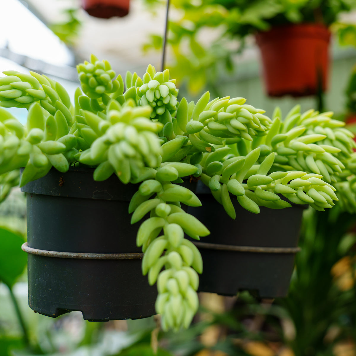 burro's tail plant Burro's Tail – Plant Detectives