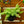 Load image into Gallery viewer, Burro's Tail