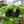 Load image into Gallery viewer, Burro's Tail