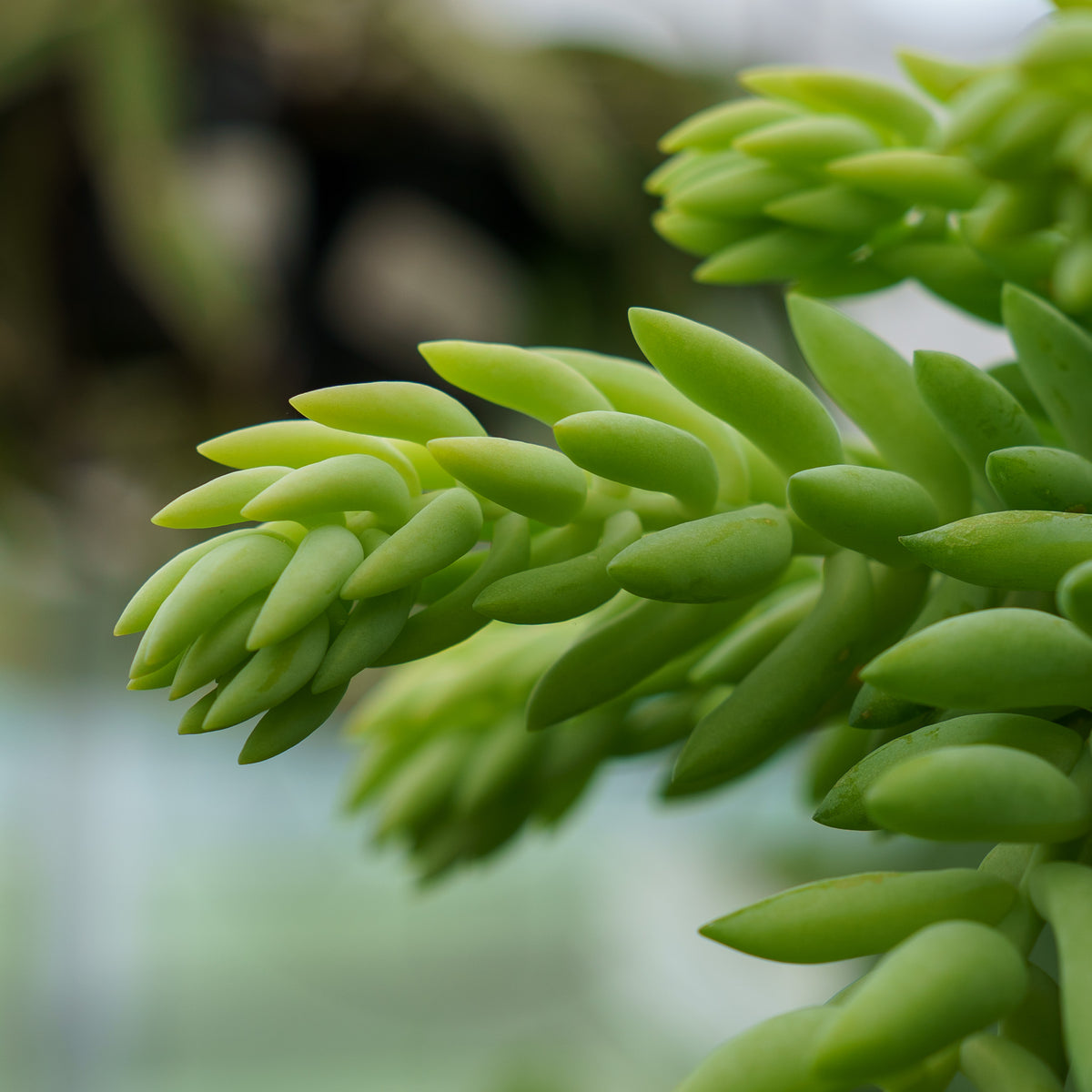 succulents similar to burro's tail Burro's Tail – Plant Detectives