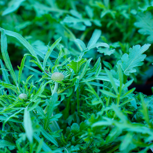 Butterfly Blue Pincushion Flower