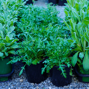 Butterfly Blue Pincushion Flower