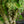 Load image into Gallery viewer, Butterfly Japanese Maple