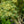Load image into Gallery viewer, Butterfly Japanese Maple