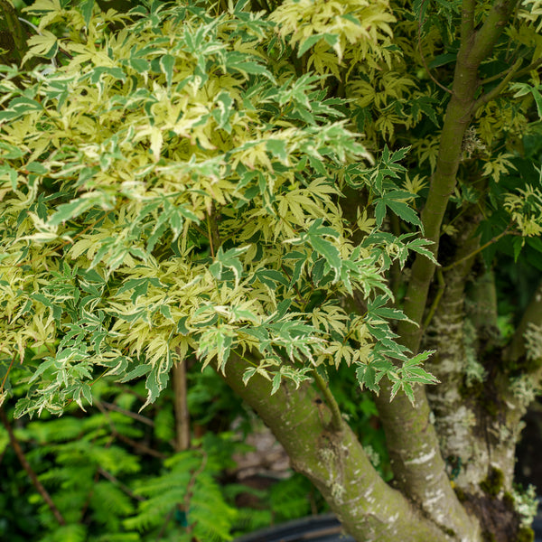 Butterfly Japanese Maple