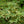 Load image into Gallery viewer, Butterfly Japanese Maple