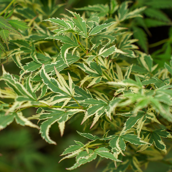Butterfly Japanese Maple