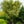 Load image into Gallery viewer, Butterfly Japanese Maple