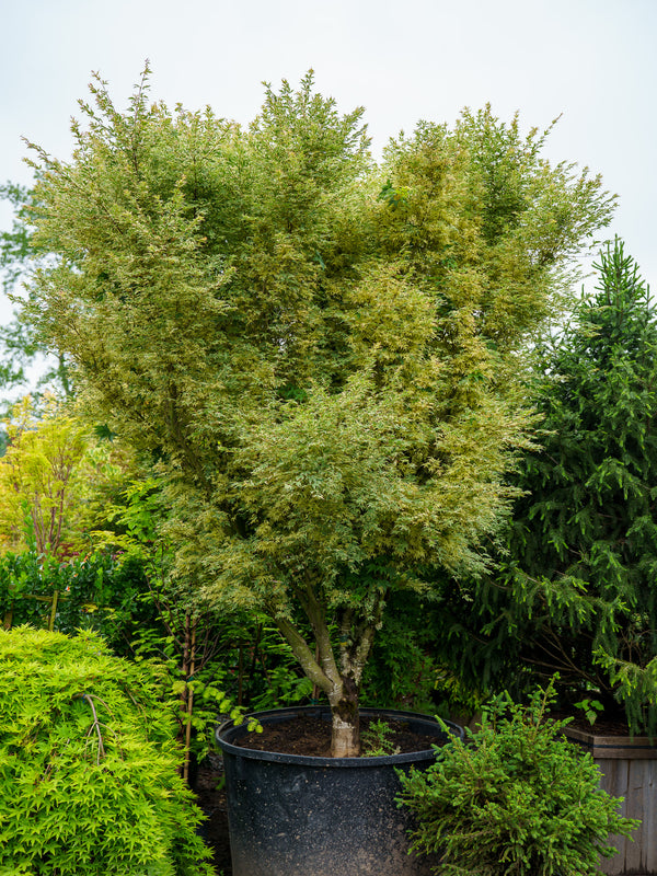 Butterfly Japanese Maple