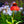Load image into Gallery viewer, Butterfly Postman Coneflower