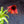 Load image into Gallery viewer, Butterfly Postman Coneflower