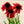 Load image into Gallery viewer, Butterfly Postman Coneflower