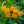 Load image into Gallery viewer, Butterfly Weed
