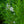 Load image into Gallery viewer, Butterscotch Amsonia