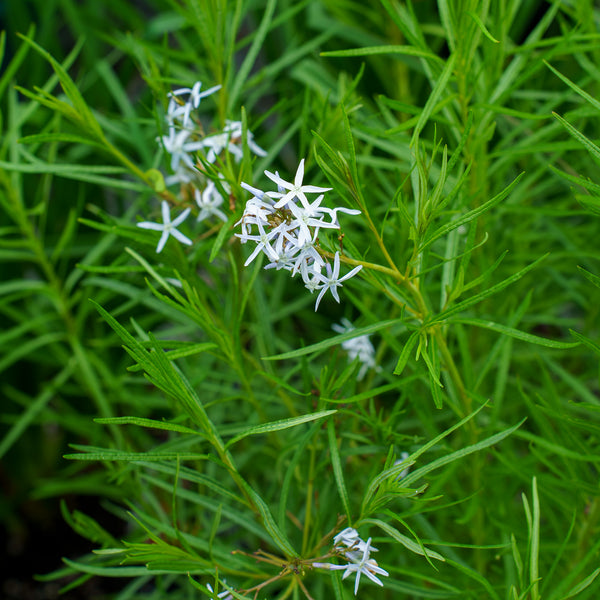 Butterscotch Amsonia
