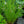 Load image into Gallery viewer, Butterscotch Amsonia