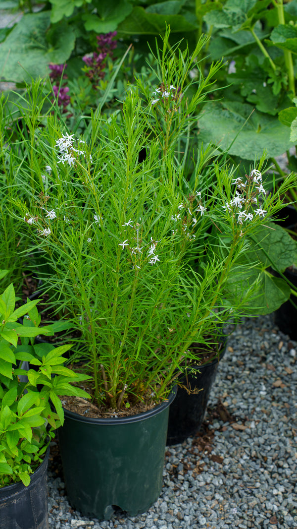 Butterscotch Amsonia
