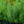 Load image into Gallery viewer, Butterscotch Amsonia