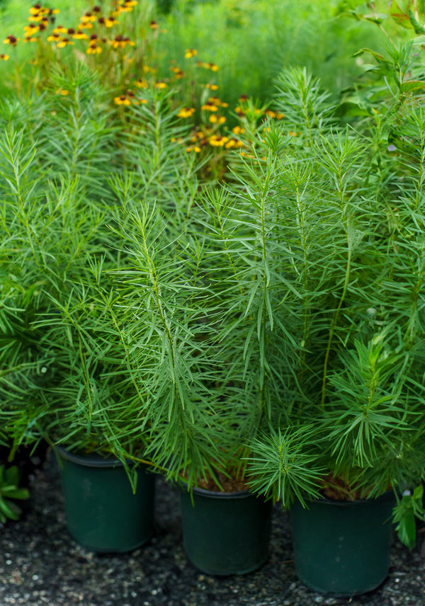 Butterscotch Amsonia