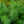Load image into Gallery viewer, Butterscotch Amsonia
