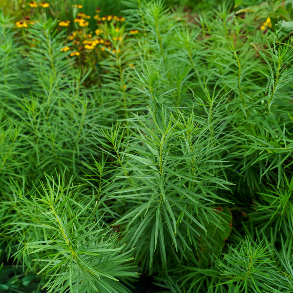 Butterscotch Amsonia
