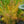 Load image into Gallery viewer, Butterscotch Amsonia