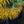 Load image into Gallery viewer, Butterscotch Amsonia