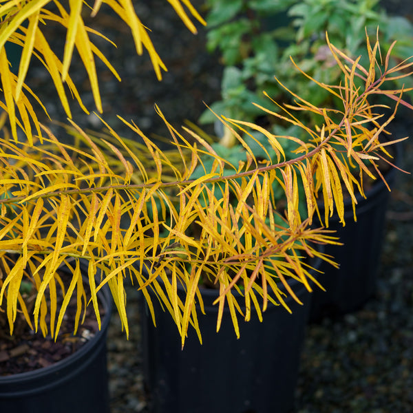 Butterscotch Amsonia