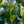 Load image into Gallery viewer, Marshall's #2 Boxwood - Boxwood - Shrubs
