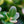 Load image into Gallery viewer, Marshall's #2 Boxwood - Boxwood - Shrubs