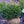 Load image into Gallery viewer, Marshall's #2 Boxwood - Boxwood - Shrubs