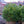 Load image into Gallery viewer, Marshall's #2 Boxwood - Boxwood - Shrubs