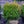 Load image into Gallery viewer, Baby Gem Boxwood - Boxwood - Shrubs
