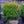 Load image into Gallery viewer, Baby Gem Boxwood - Boxwood - Shrubs
