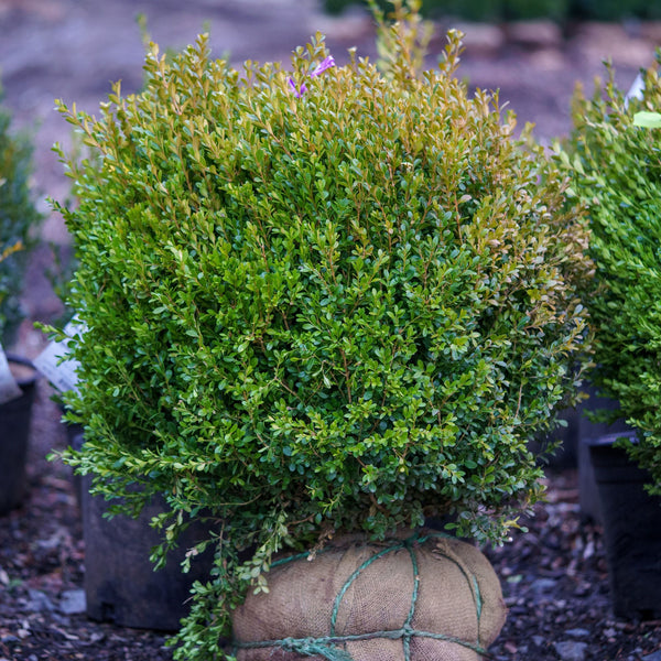 Baby Gem Boxwood - Boxwood - Shrubs