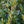 Load image into Gallery viewer, Baby Gem Boxwood - Boxwood - Shrubs