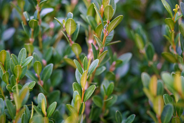 Baby Gem Boxwood - Boxwood - Shrubs