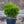 Load image into Gallery viewer, Winter Gem Boxwood - Boxwood - Shrubs
