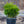 Load image into Gallery viewer, Winter Gem Boxwood - Boxwood - Shrubs