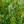 Load image into Gallery viewer, Winter Gem Boxwood - Boxwood - Shrubs